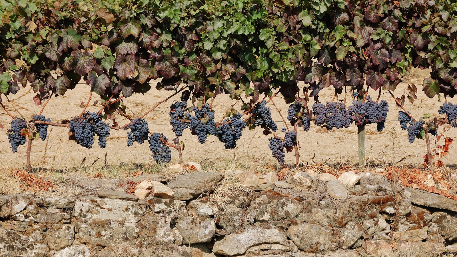 Ripe dark grapes hanging on the vine above a dry stone wall in the Douro Valley
