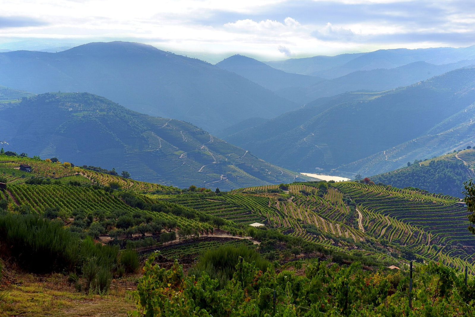 Terraced vineyards of the Douro Valley in morning light before the September harvest