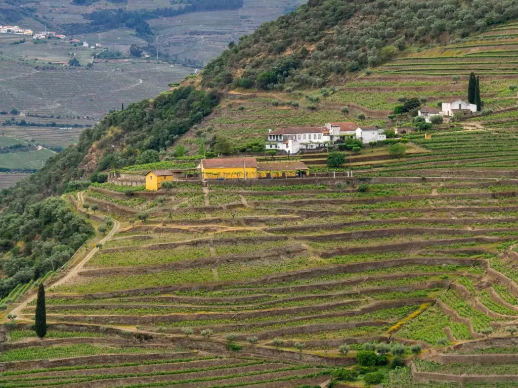 Terraced vineyards climbing a Douro hillside with a white quinta among the vines
