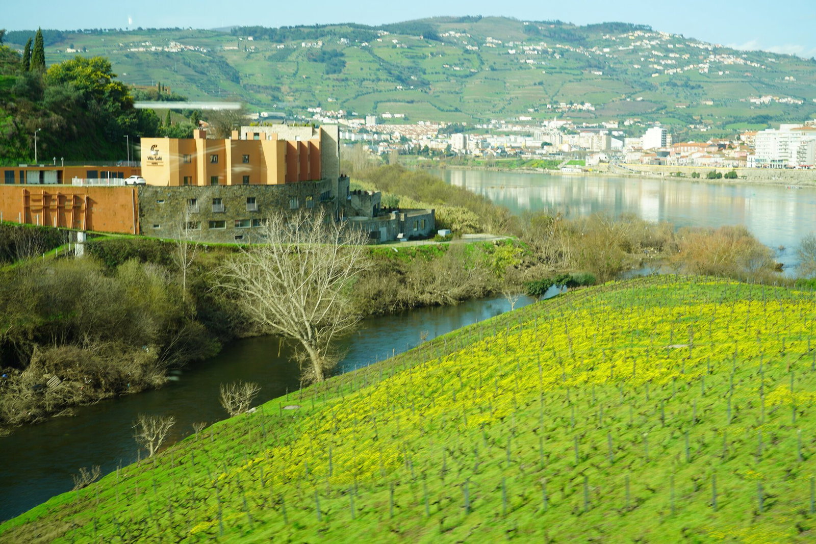The Douro Valley in winter with bare vines and yellow flowers between the rows near Peso da Regua