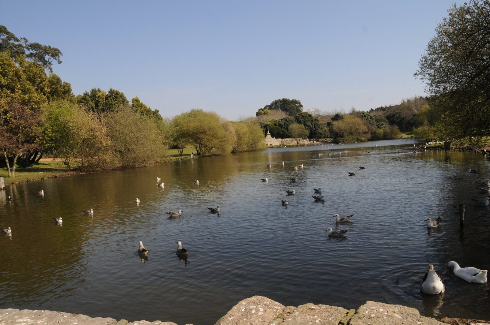 The lake in Parque da Cidade, Porto's city park, beside the Queimodromo where the Porto Marathon finishes