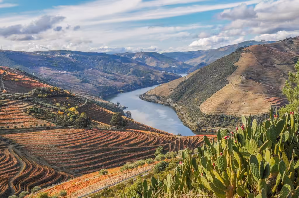 Terraced vineyards in late autumn colour above the Douro river near Valenca do Douro